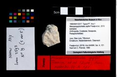Foto (Objekt + Etikett) von Mesoparapylocheles zapfei (Fraaije et al., 2019)  (NHMW-GEO-1990-0041-3317)